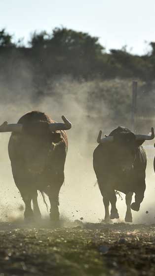 Safari Toro Bravo- La Alberca
