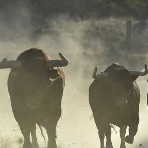 Safari Toro Bravo- La Alberca